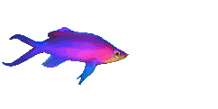 donefish4.gif (18863 bytes)