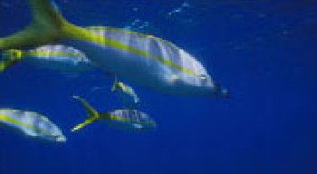 fish.jpg (9181 bytes)